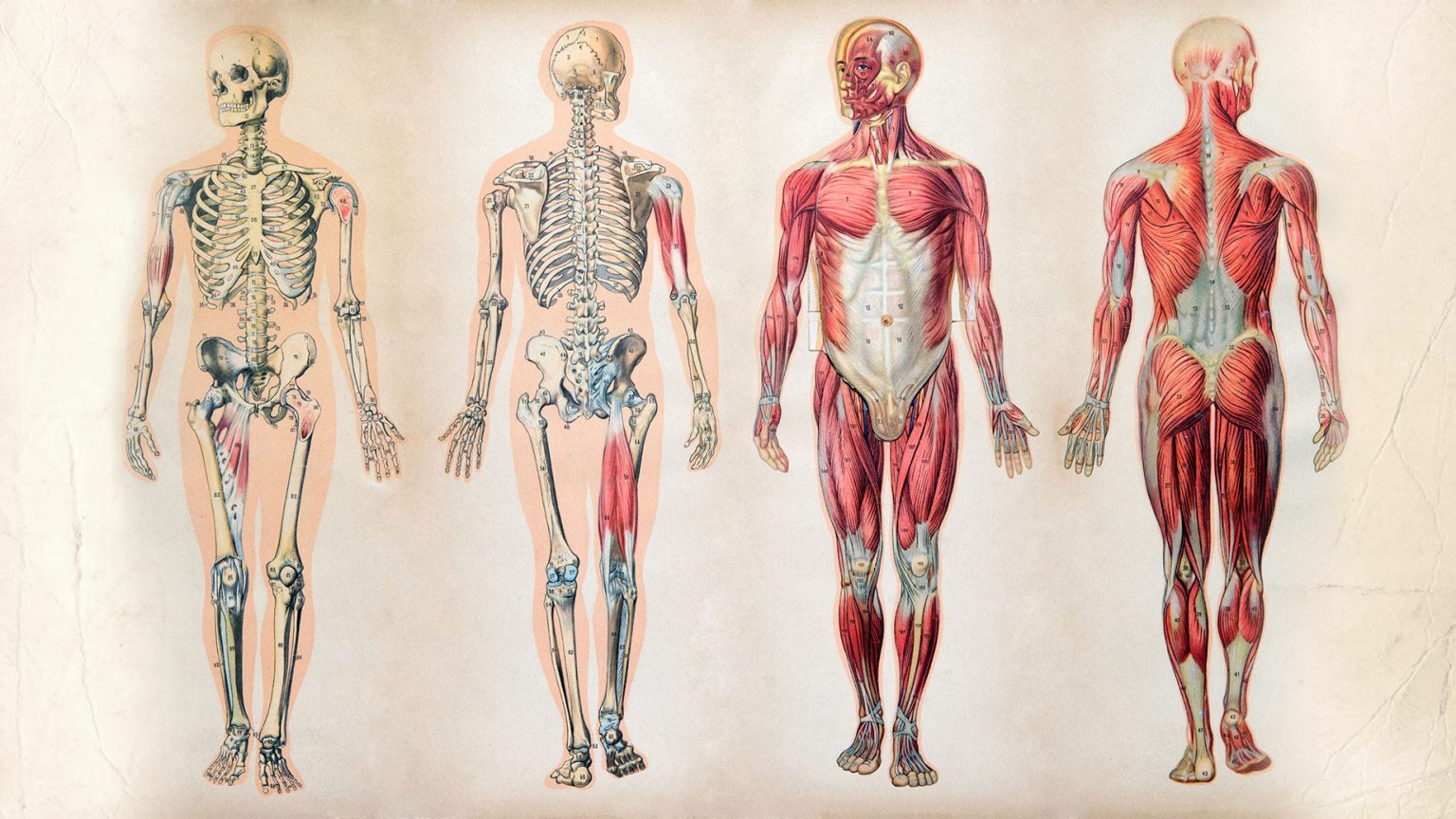Animação explicando a Anatomia